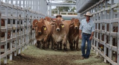 2021澳大利亞牛肉產業及肉類加工展覽會舉辦時間Beef Australia(m.69836.cn)
