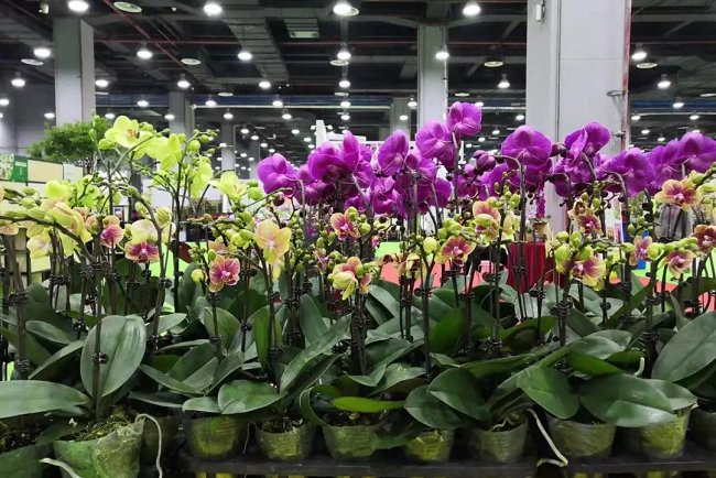 2021廣州花卉展覽會暨花卉種植設備花店用品展將于5月舉辦(m.69836.cn)